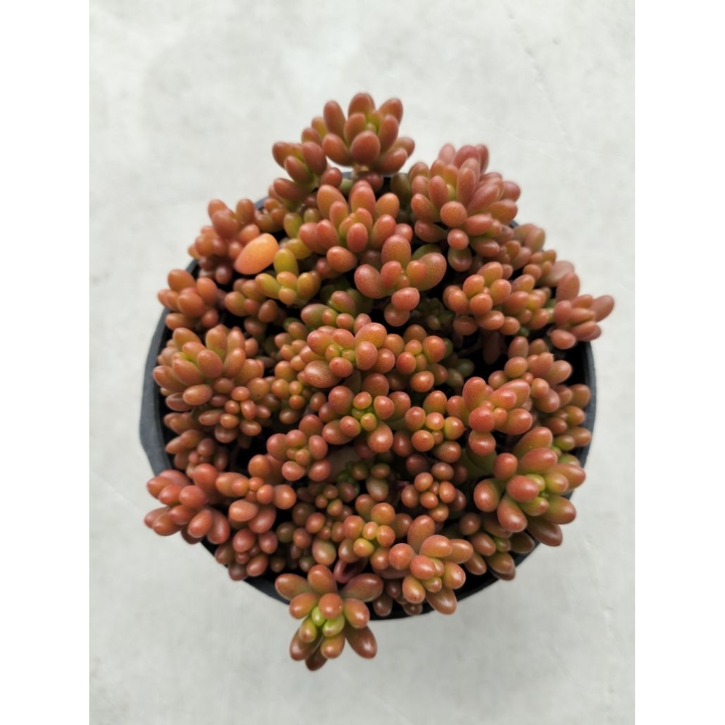 Kaktus Sukulen Jelly Bean Menor