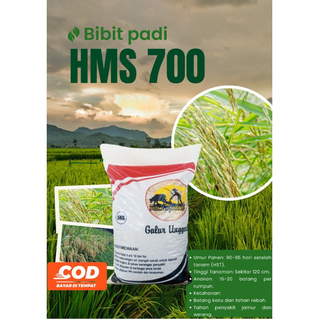 Bibit padi HMS 700 Original kemasan 5kg