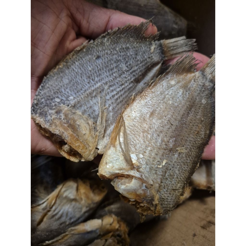 

tembakang asli kalimantan