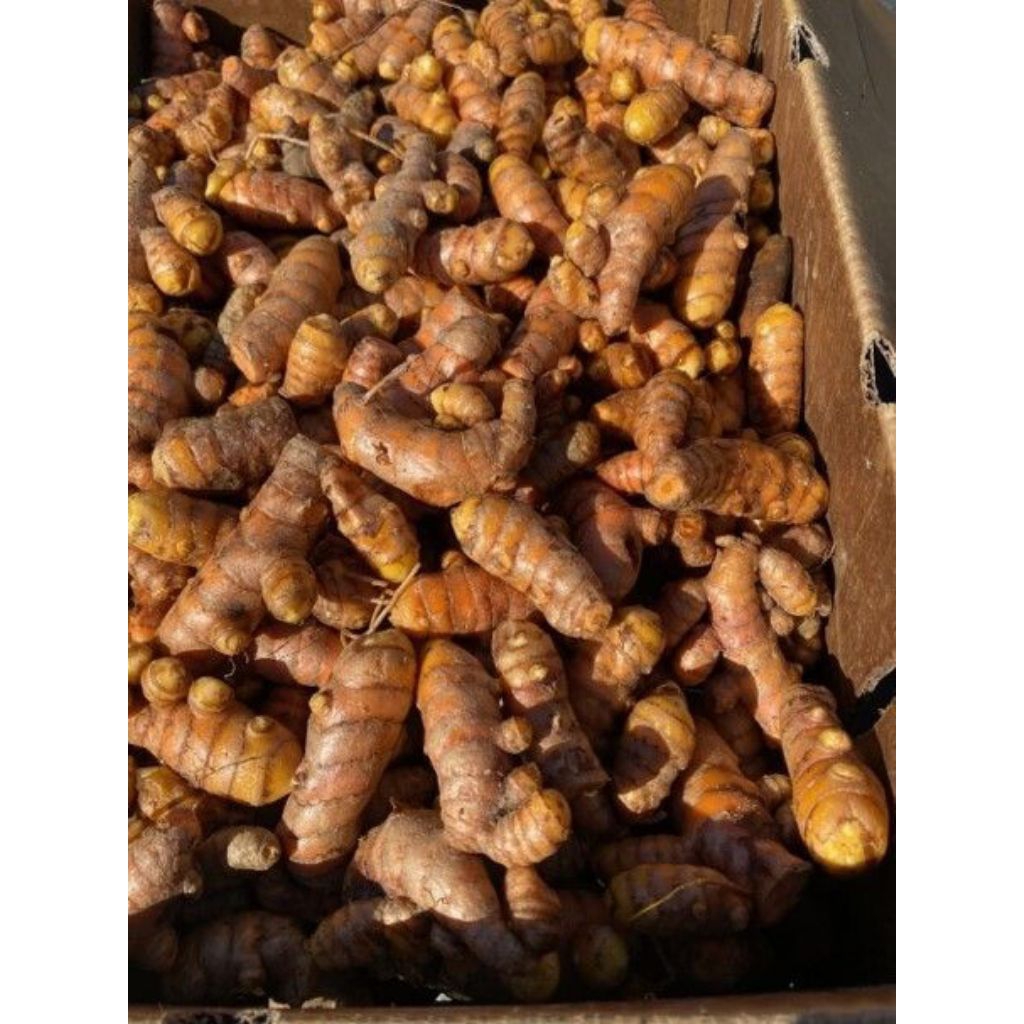 

Kunyit Segar 1 Kg – Kunyit Fresh dari Kebun