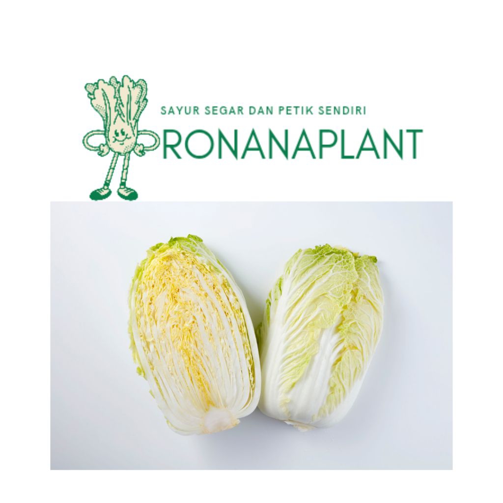 

Ronanaplant Sawi Putih FRESH 500gr hasil pertanian lereng gunung lawu