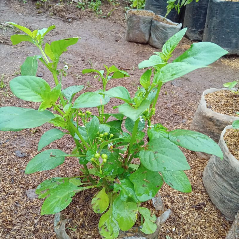 bibit tanaman leunca / ranti - bibit leunca ukuran 30 cm / pohon leunca