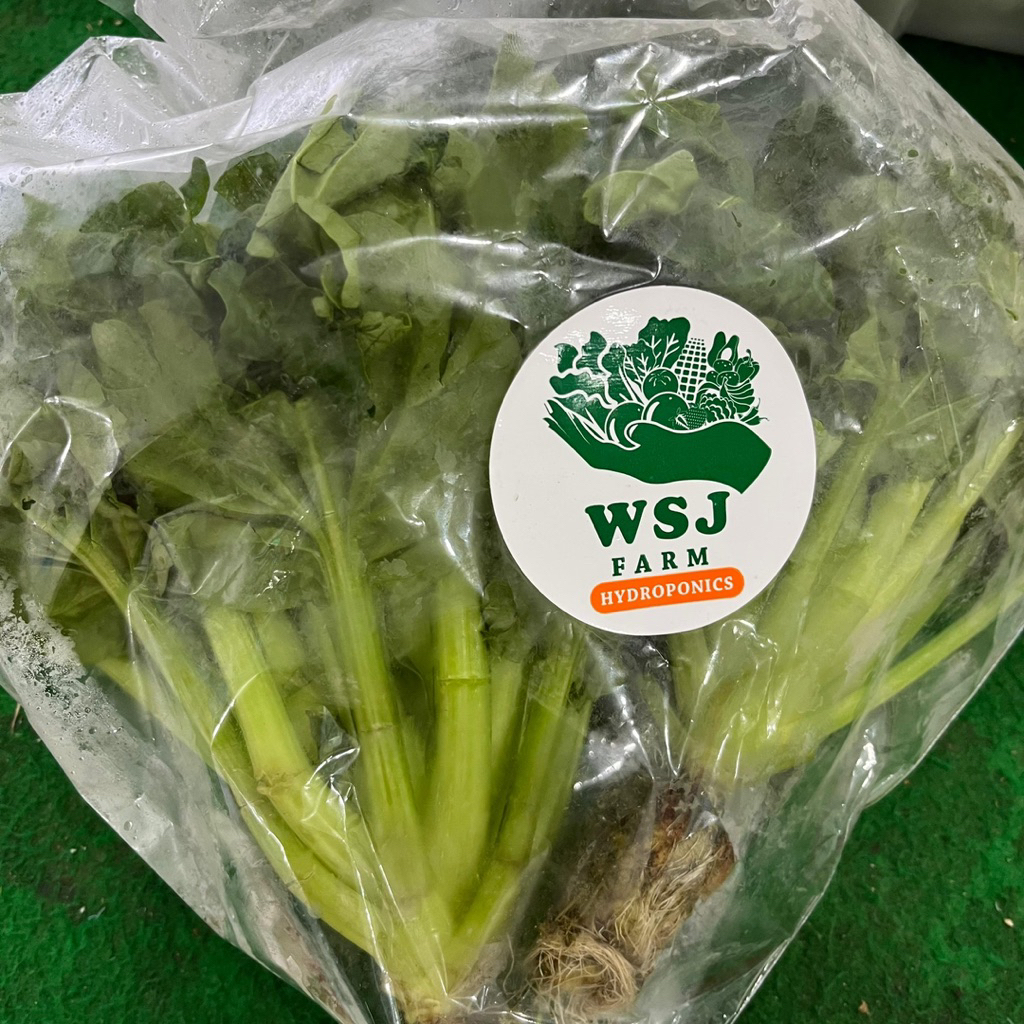 

SAYUR SAWI PAGODA CHINESE FOOD SAYURAN PACK FRESH SEGAR HIDROPONIK