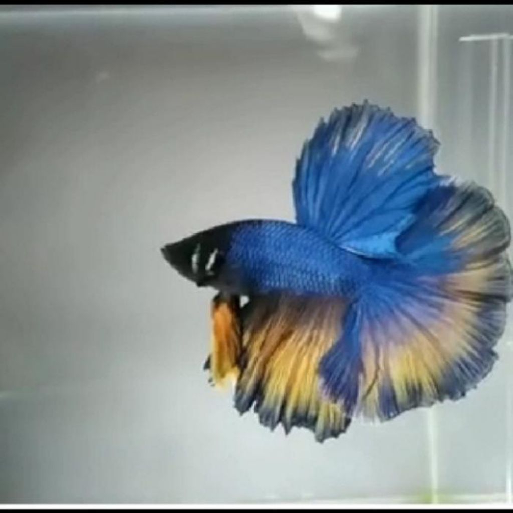 CUPANG HALFMOON BLUE YELLOW