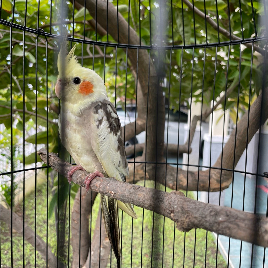 Burung Falk Parkit Australia Falk Cinnamon