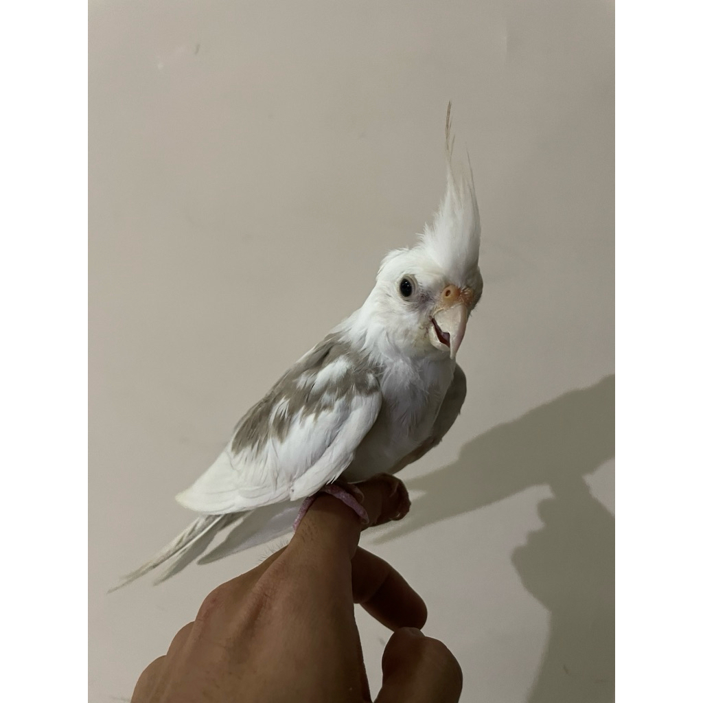 Burung Falk Parkit Australia Whiteface Pied split