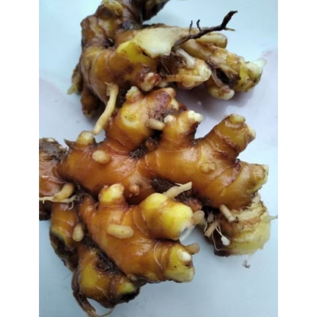 

promo lempuyang segerr fress1kg herbal siap kirim