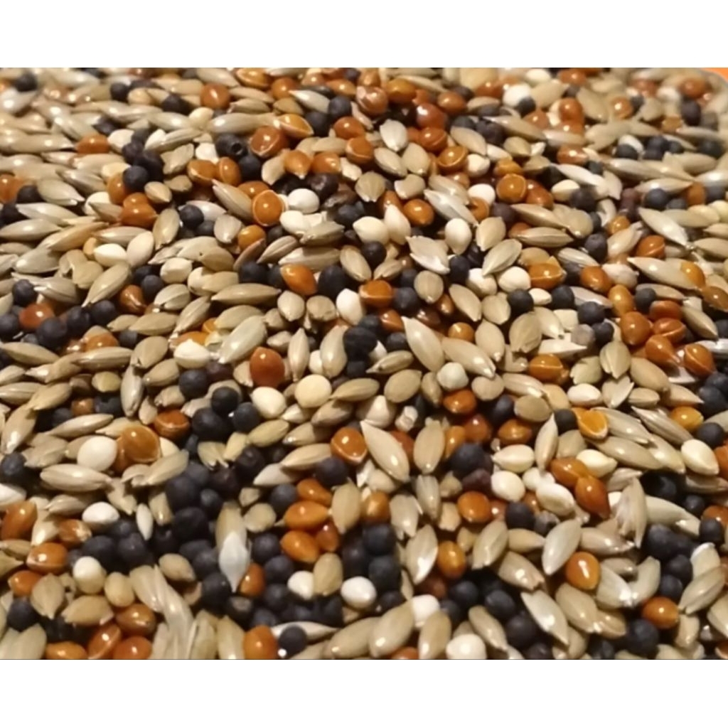 Kenari seed racikan juara campur biji sawi hitam, merah, untuk burung kenari, Finch dll berat 1kg