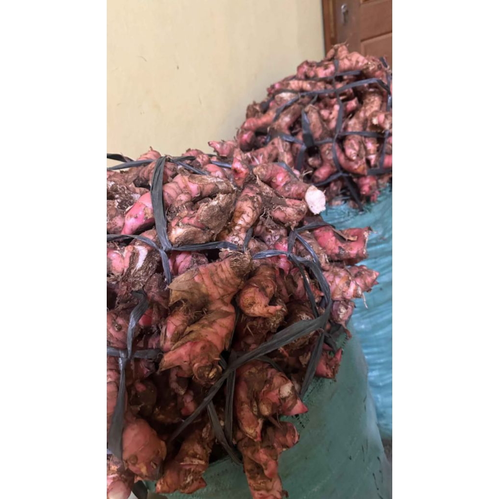 

Lengkuas merah fresh / laos merah