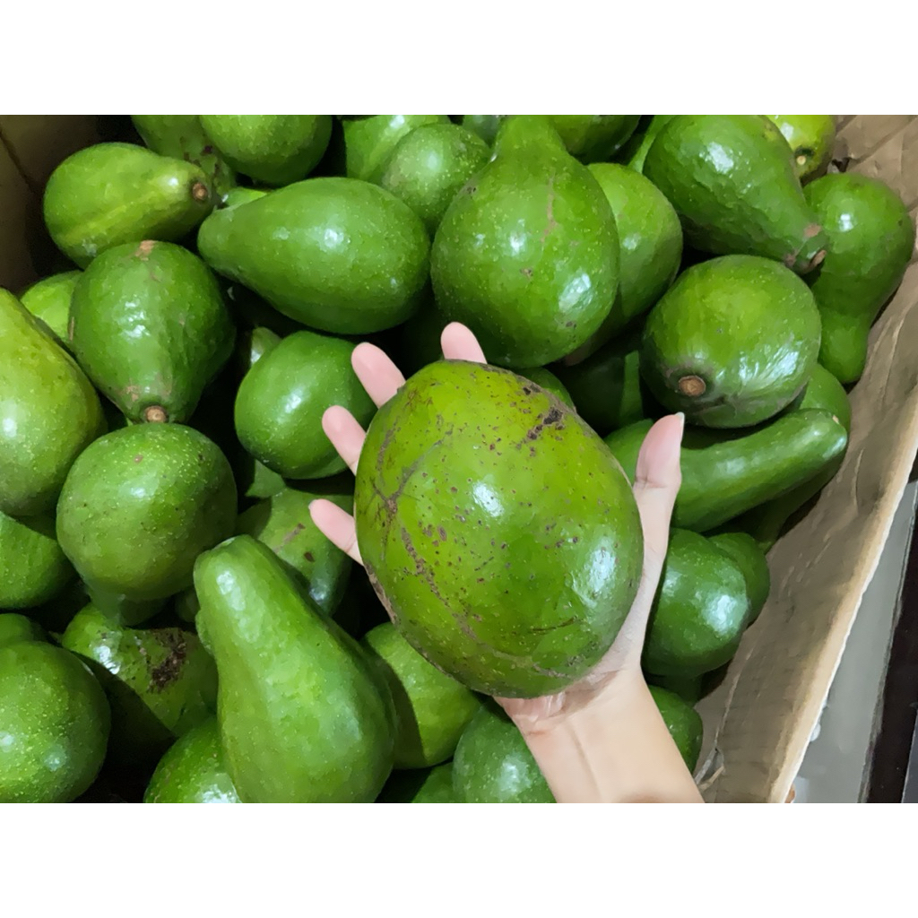 

Buah Alpukat Mentega 1kg [enak & manis 100% dijamin]