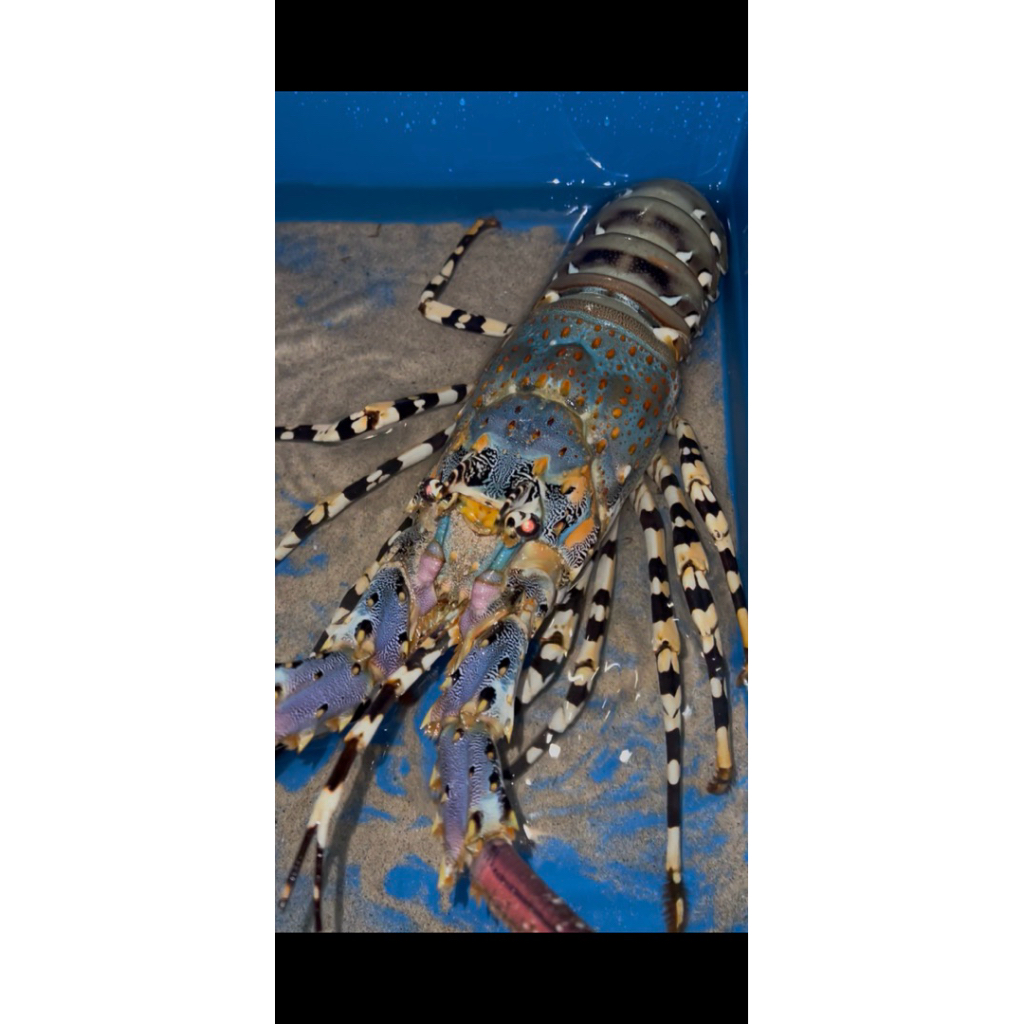 

Lobster Mutiara Hidup ukuran 500-1000gram