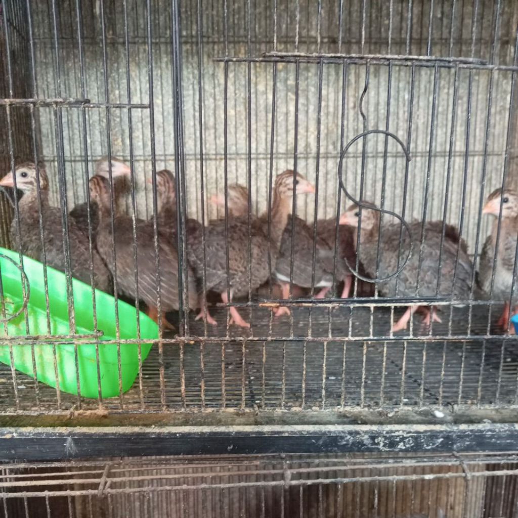 anakan ayam mutiara umur.1.5.bulan