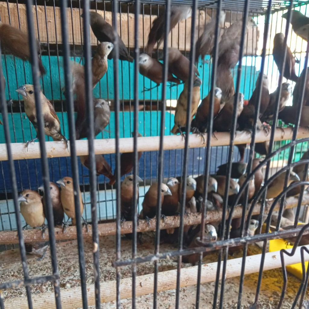 emprit kepala haji Finch