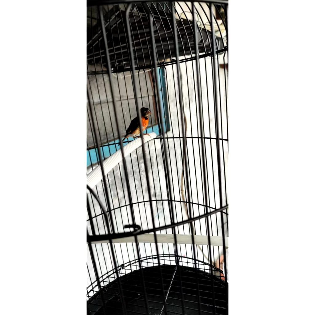 Burung Red Siskin Classic Jantan Trotol Mulus
