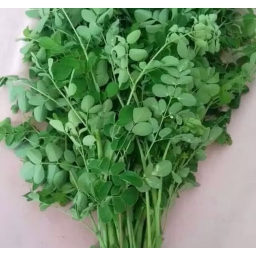 

Daun Kelor Segar fresh 100 gram