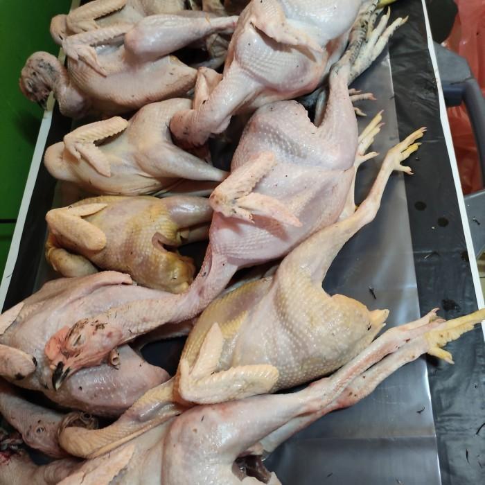 

Daging Fillet Ayam Kampung dengan kulit 500 gram