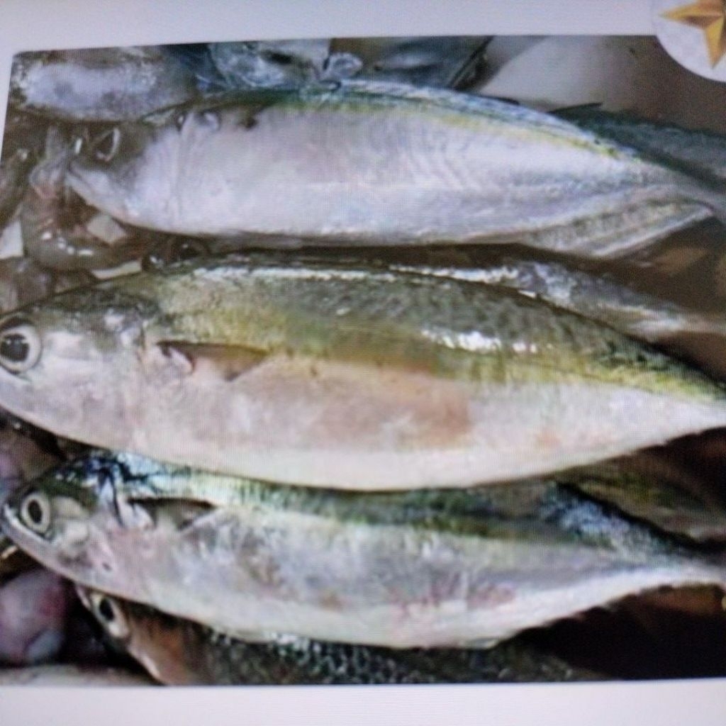 

IKAN BANJAR SEGAR 1KG