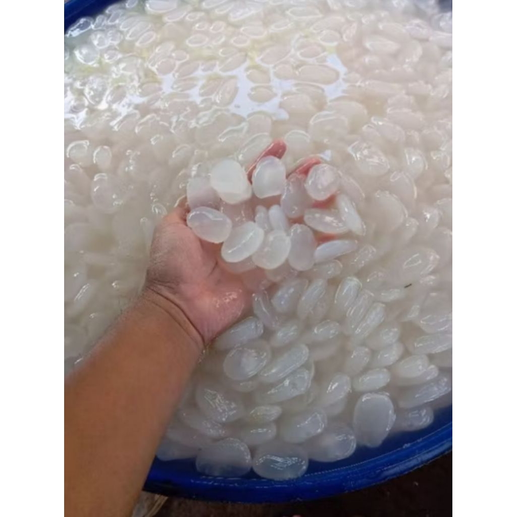 

Kolangkaling Bojonggambir Asli Segar Buat Manisan buah tradisional