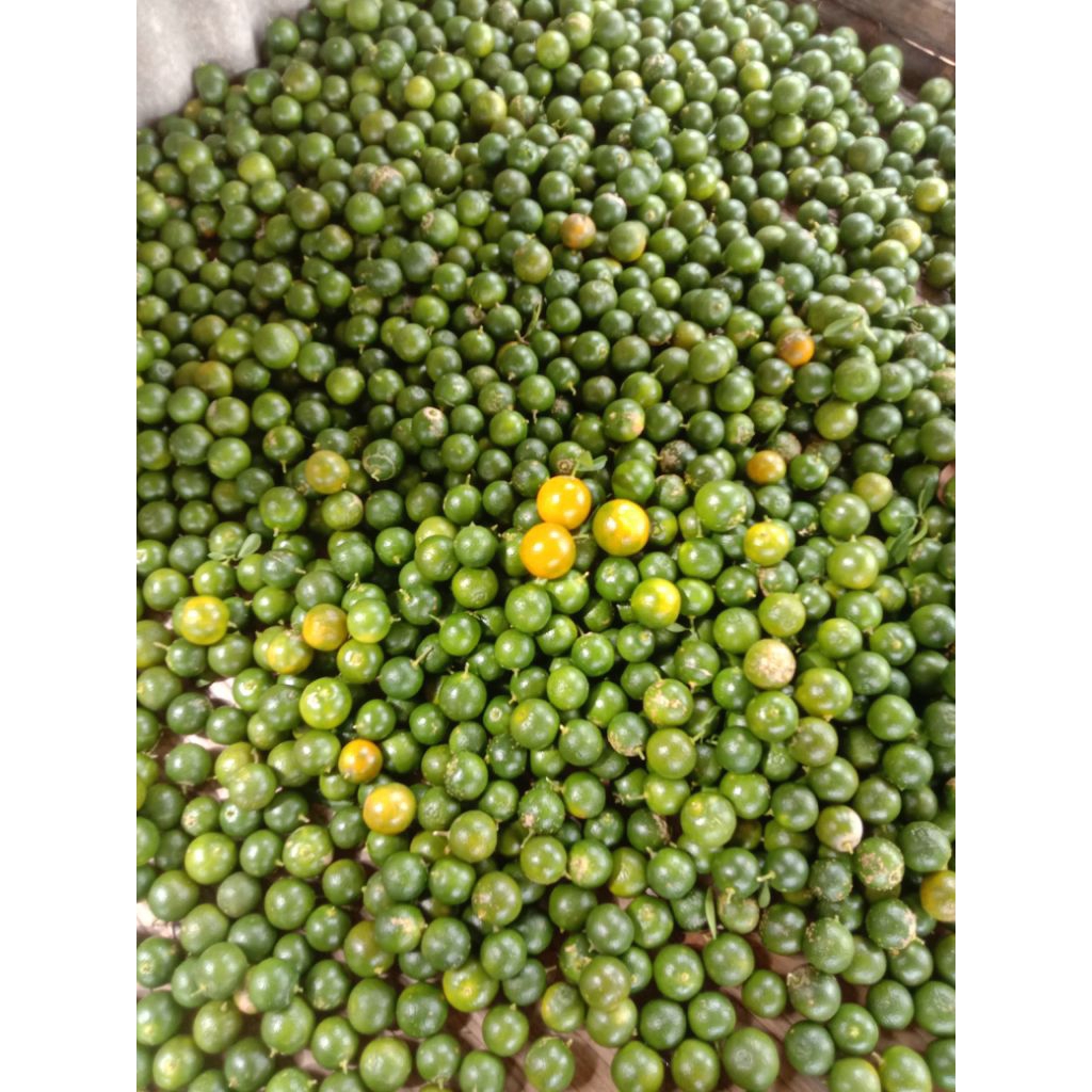 

jeruk sonkit 1kg seger murah