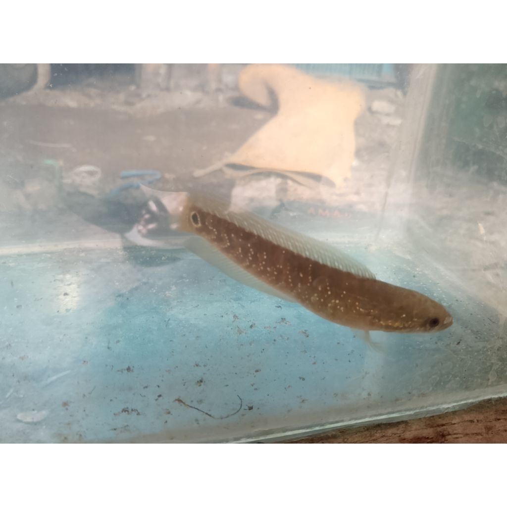 channa asiatica rsws 9cm flaring kaca