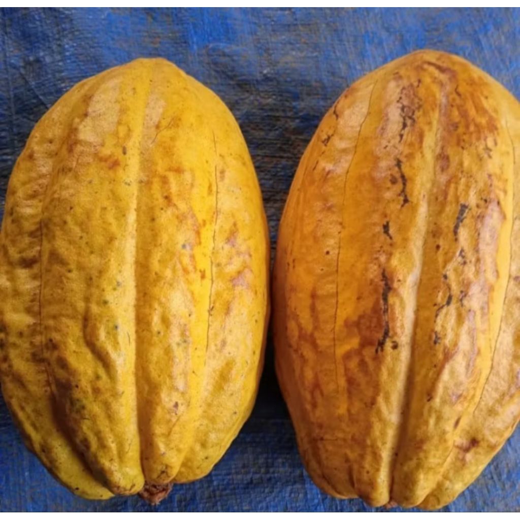 

Buah kakao/atau buah coklat matang 1 kg