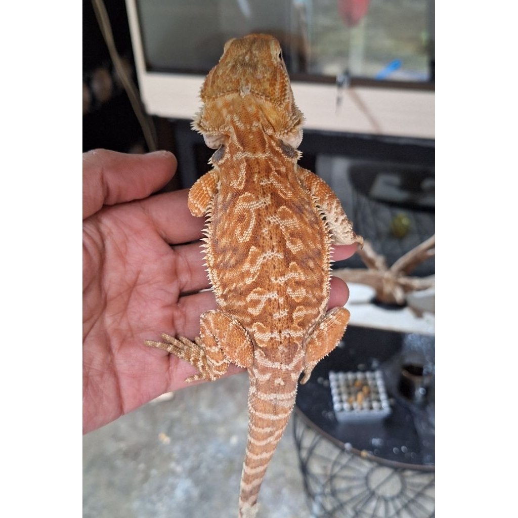 bearded dragon red hypo leatherback