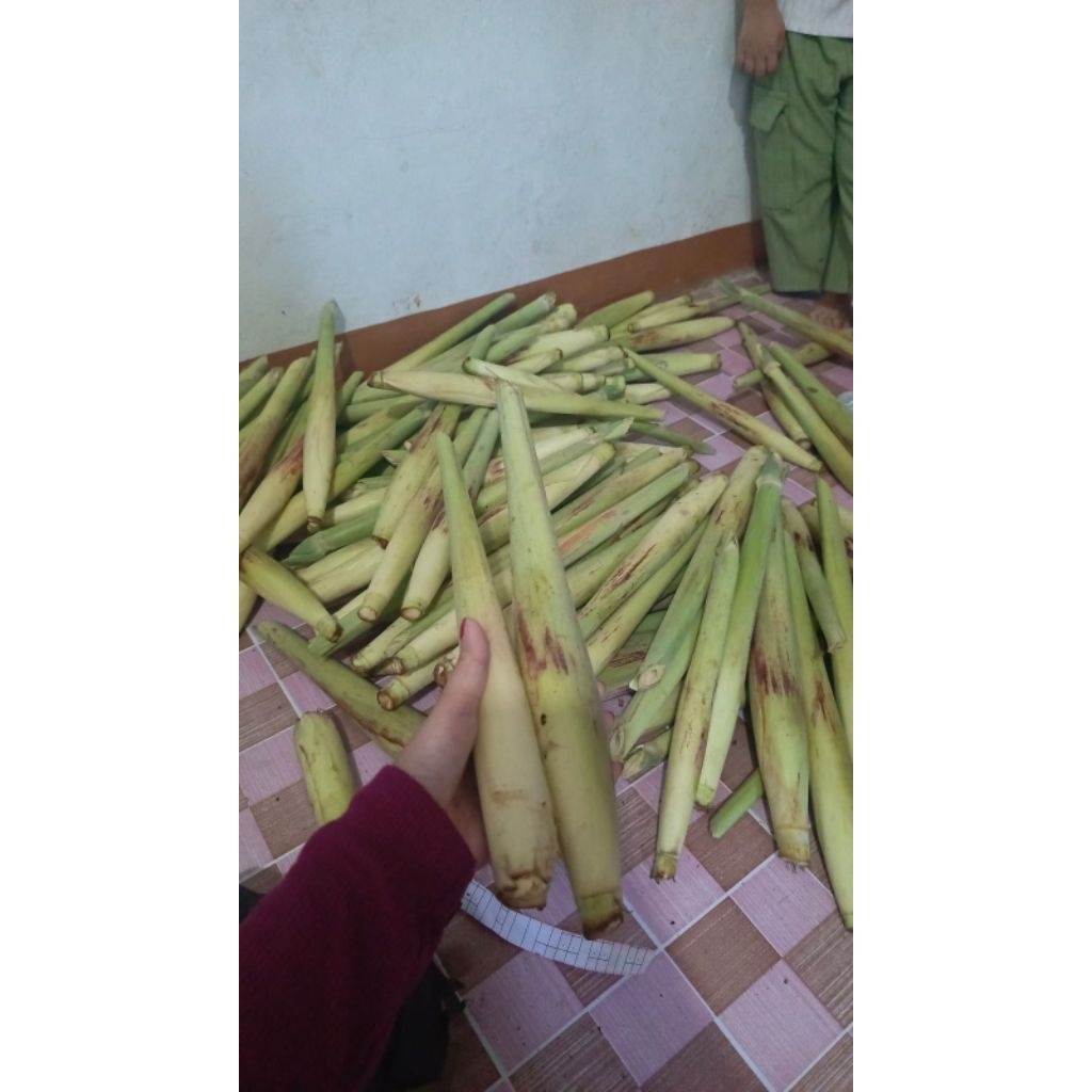 

Terubuk terubuk Endog tiwu bunga/1kg