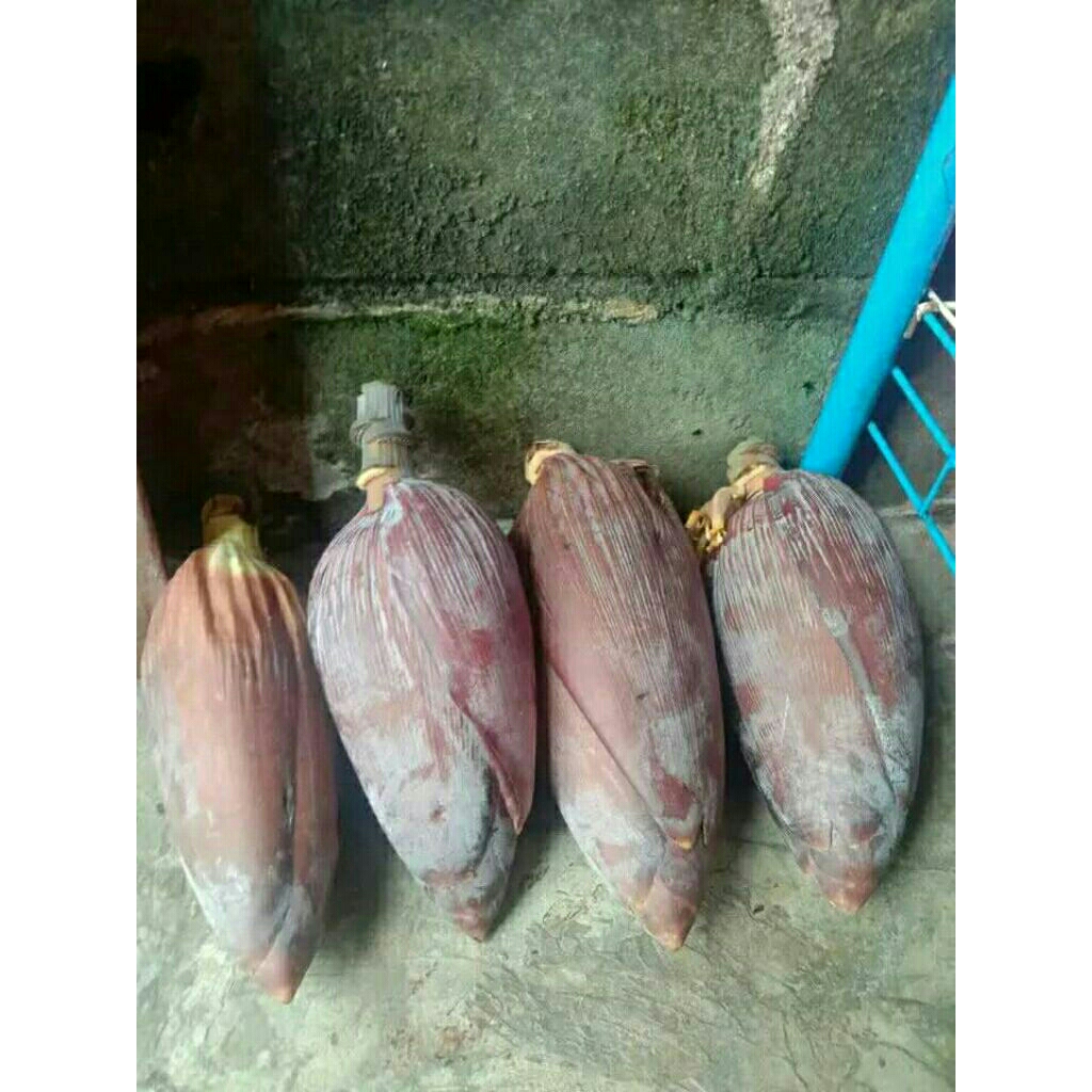 

Jantung Pisang Klutuk 1 Berat 1 Kilo