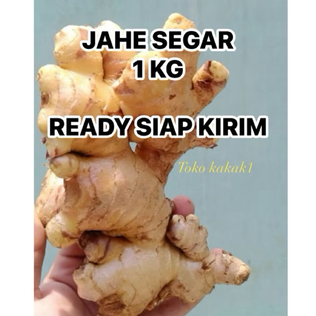 

Jahe segar 1 kg Jahe gajah Rimpang Rempah besar sudah bersih