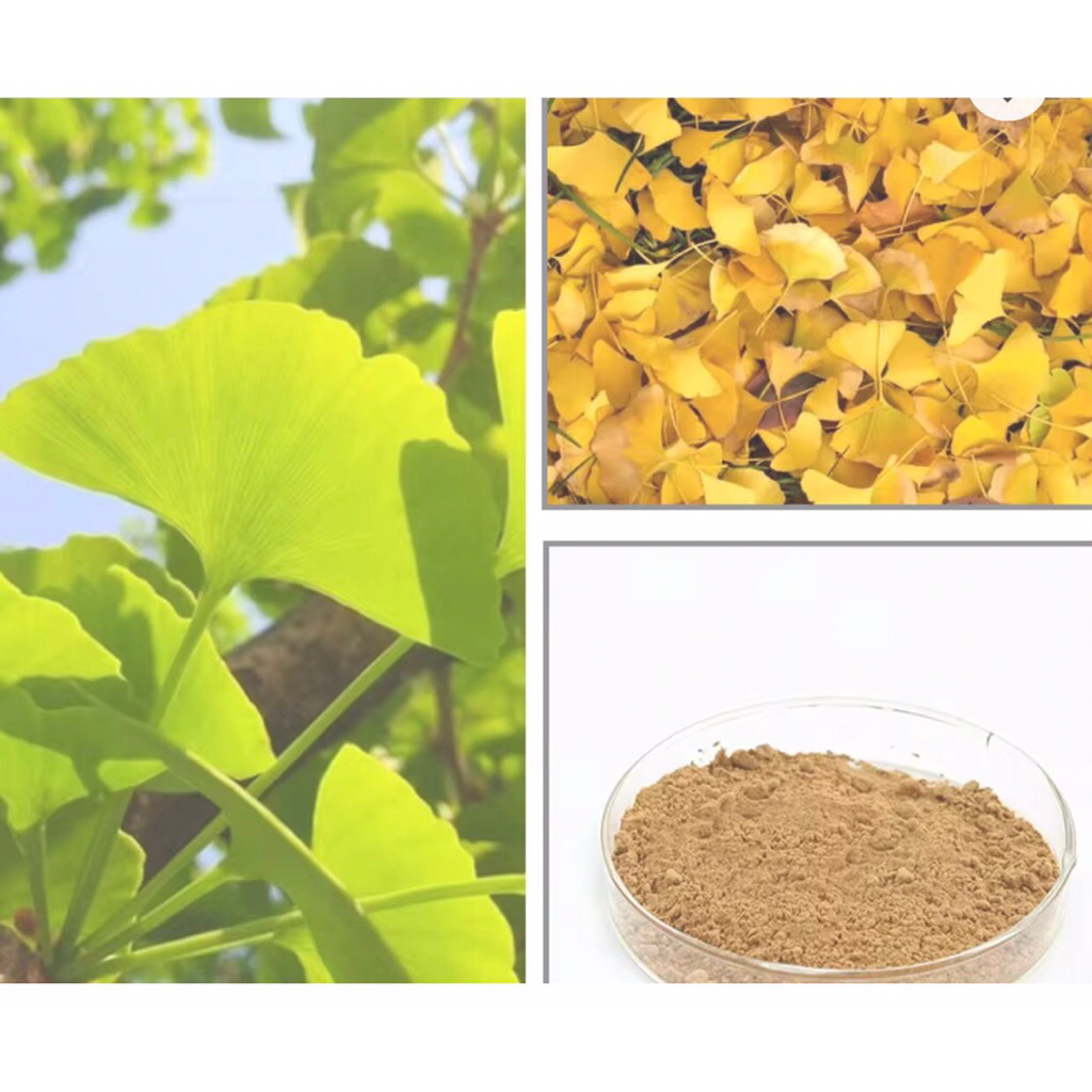 

Ekstrak Bubuk Daun Pagagan-Ginkgo Biloba Leaf Extract 5:1