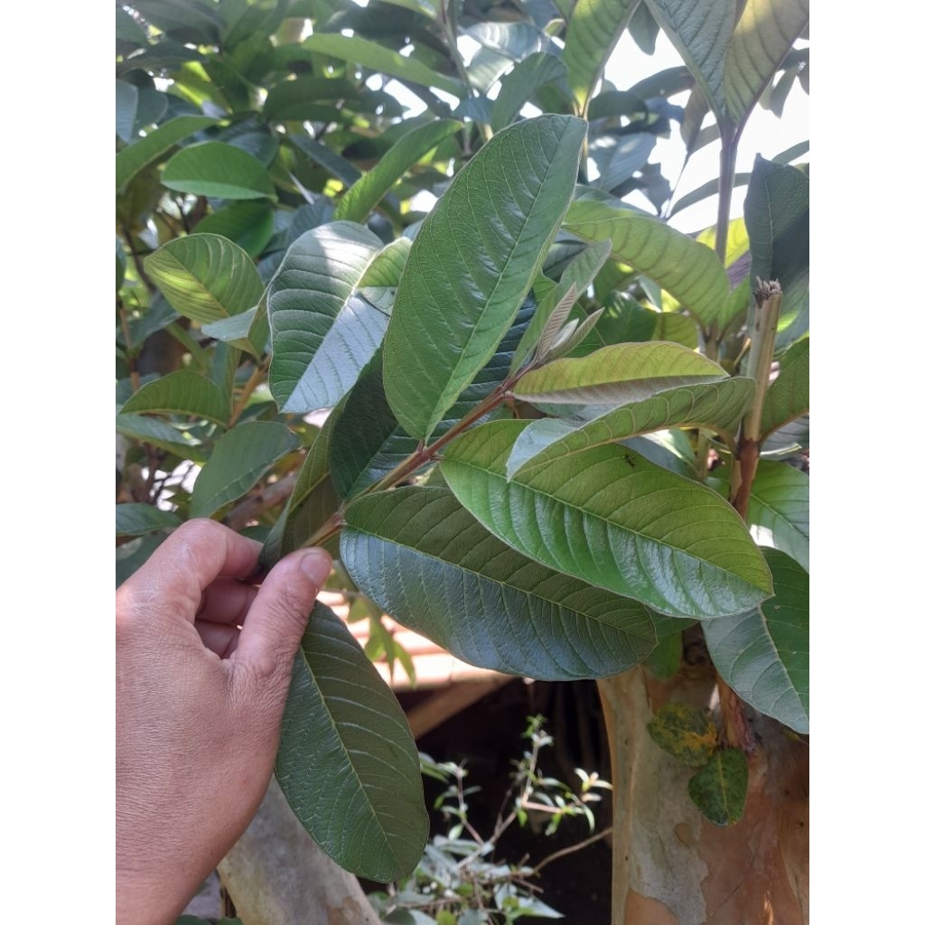 

Daun jambu biji segar petik langsung 50 lembar