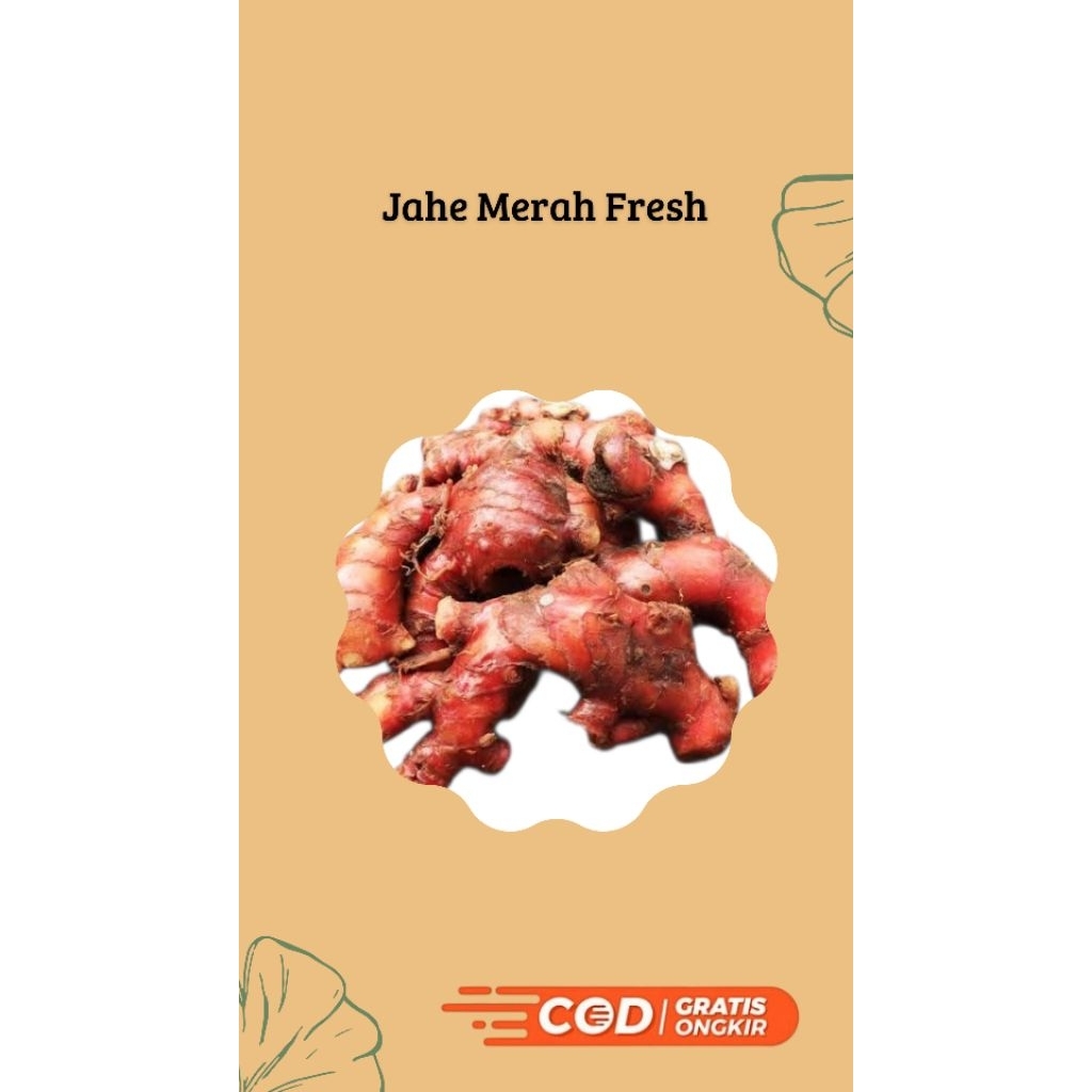 

Jahe Merah Fresh 100% Alami