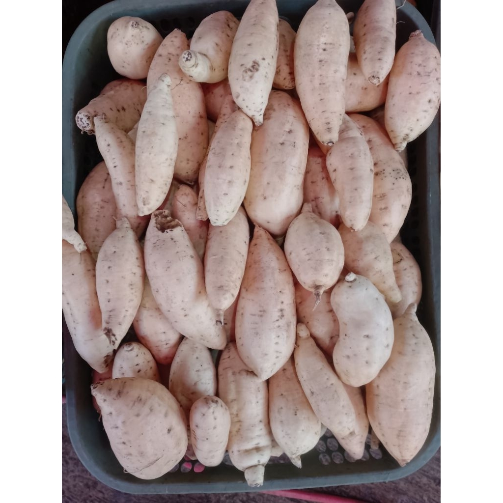 

Ubi Cilembu mentah grade A