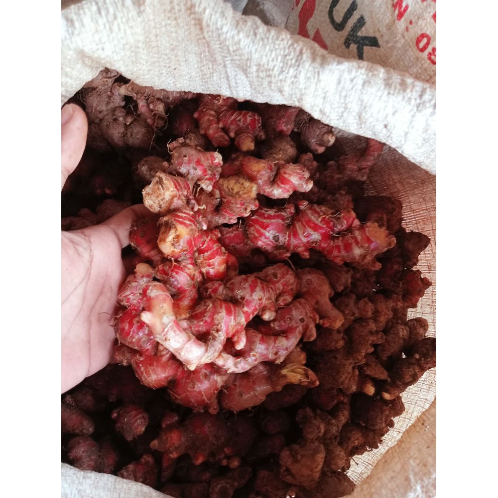 

JAHE SEGAR JAHE MERAH 1 Kg