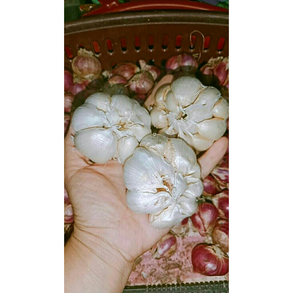 

Bawang putih asli dan berkualitas