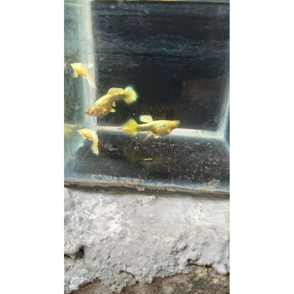 Guppy full gold