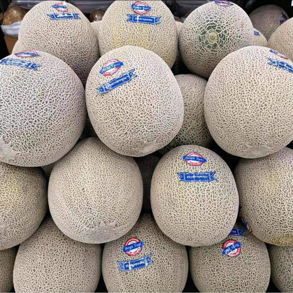 

Buah melon hidroponik bogatani super manis premium -+1,7 kg | pcs
