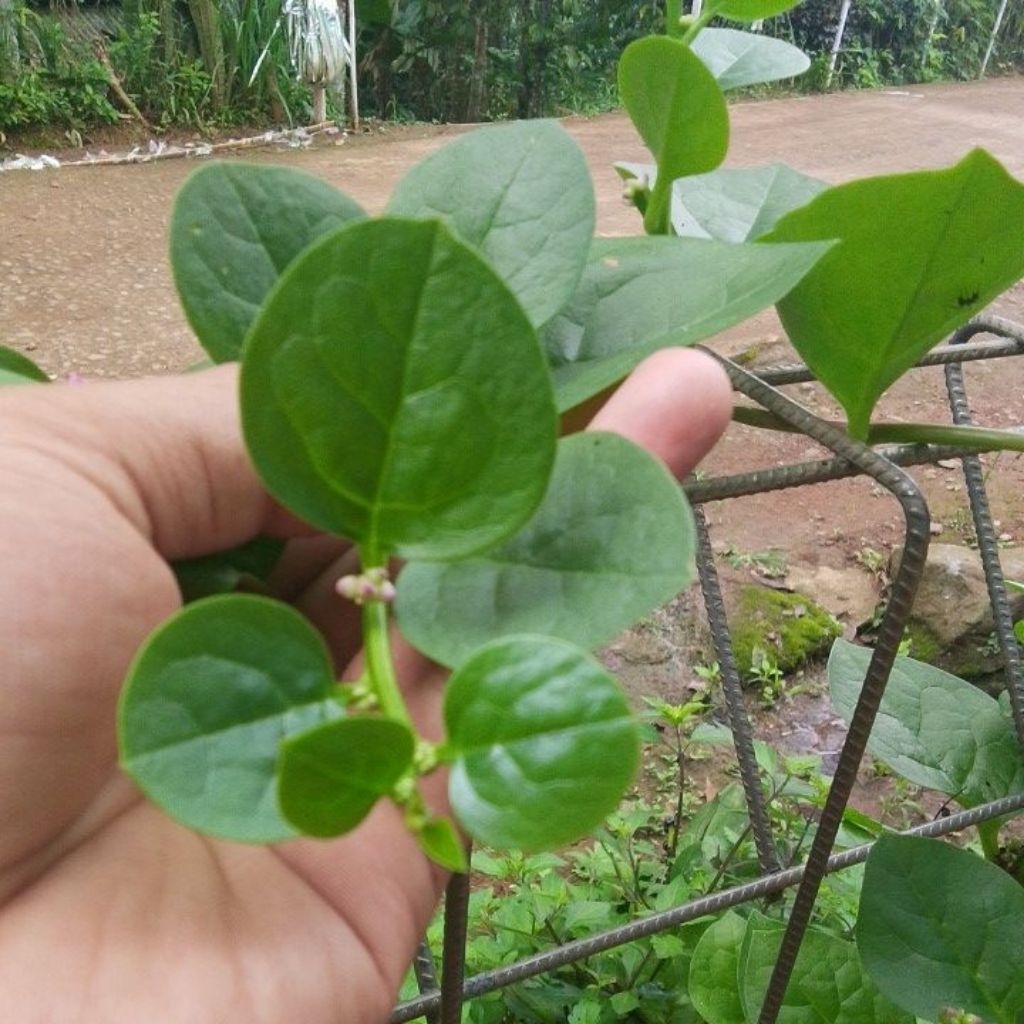 

daun binahong segar isi 30 lembar obat herbal