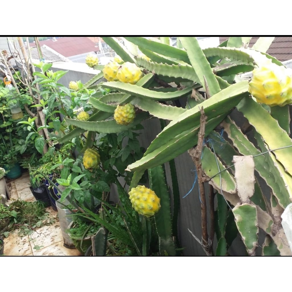 bibit batang tanaman buah naga kuning peru palora equador