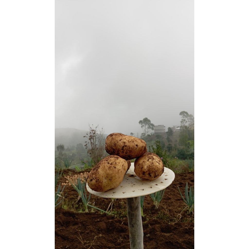 

Kentang Jumbo 1kg isi 3-4 biji Berkah Sayur