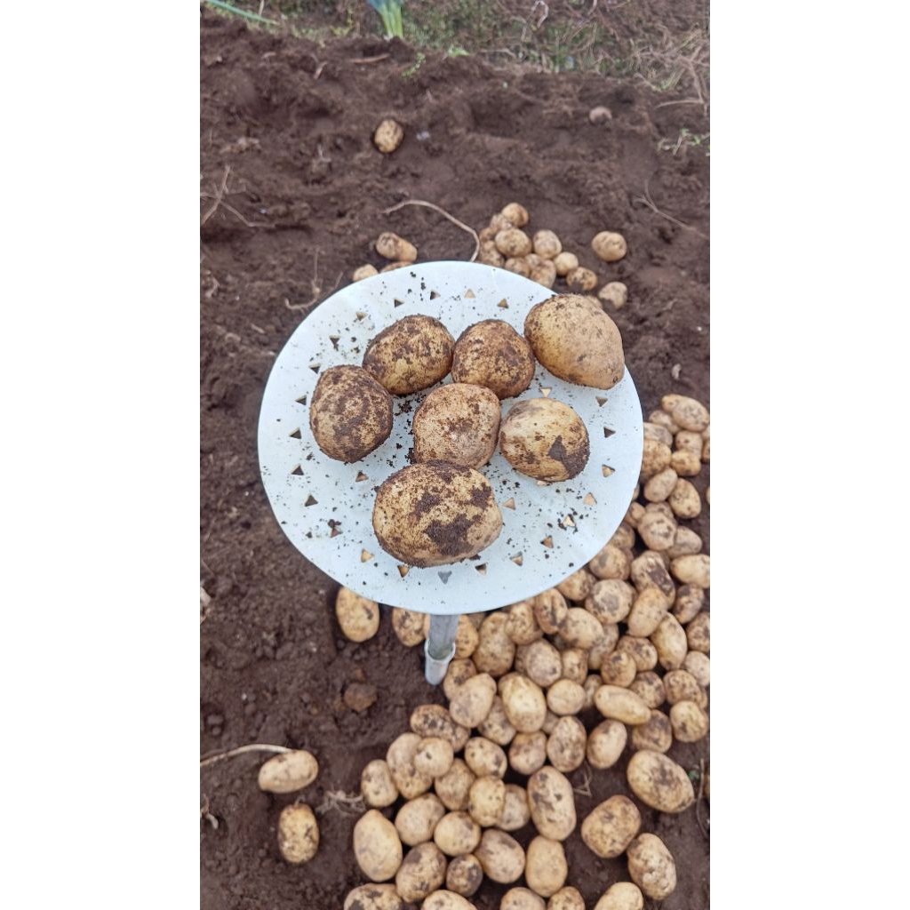 

Kentang Sedang 1 kg isi 12-17 biji Berkah Sayur