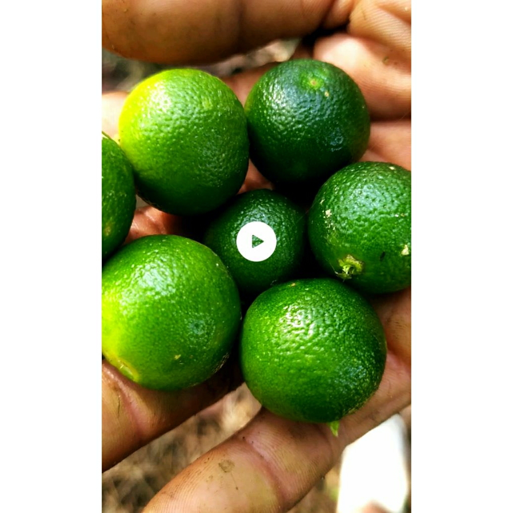 

jeruk kunci/sonkit lemon cui(1 kg)