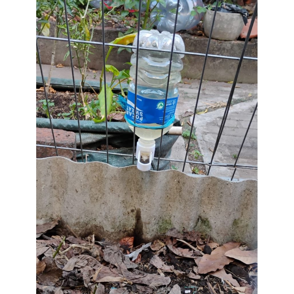 tempat minum ayam, merpati, burung, puyuh
