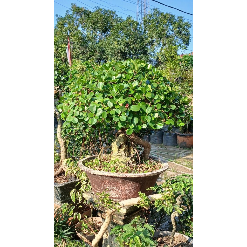 bonsai beringin dolar