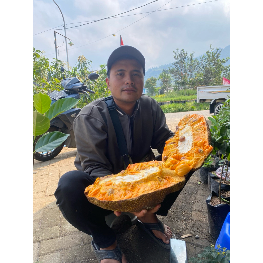 Bibit CEMPEDAK KING KUNING