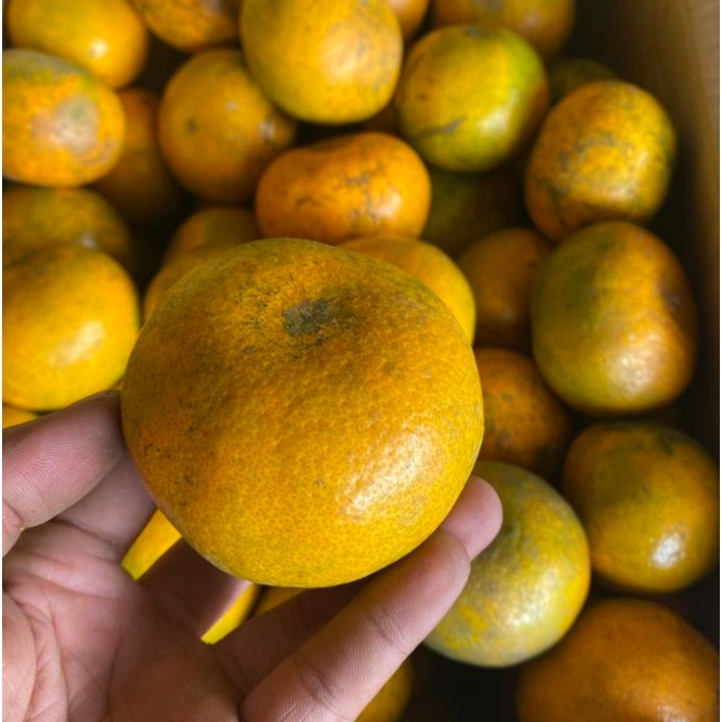 

Jeruk Medan Berastagi 1 kg