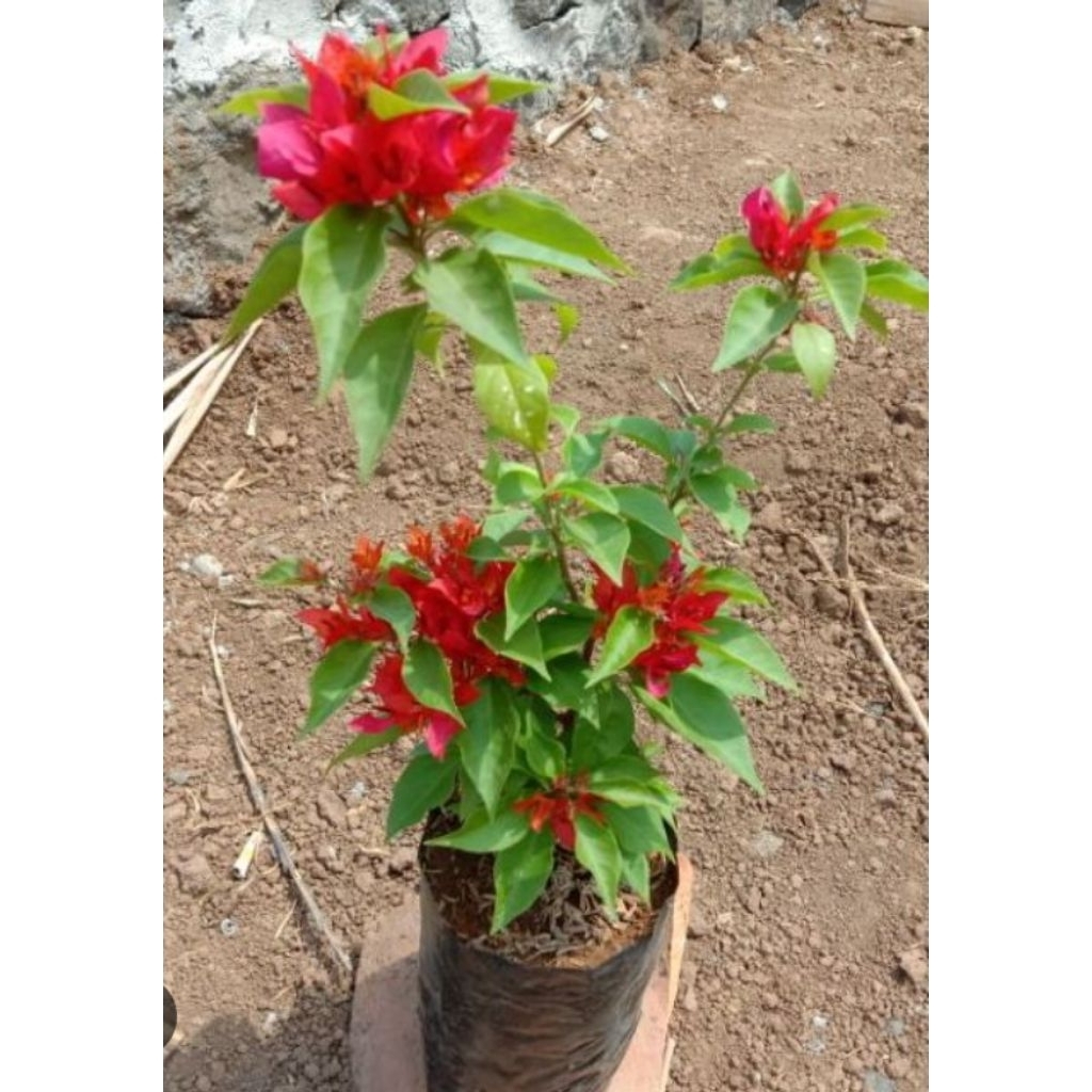 bougenville ekor musang merah rimbun