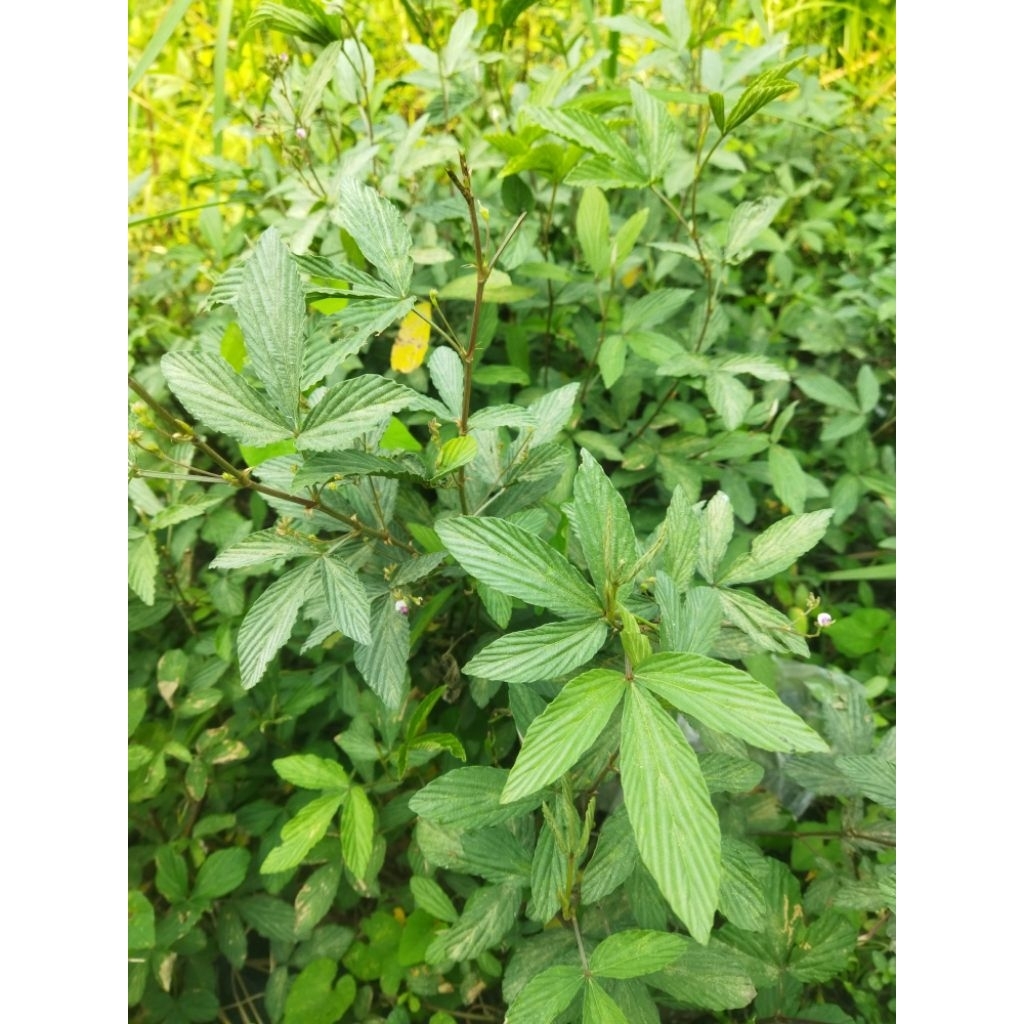 

daun opo opo/otok 500gr