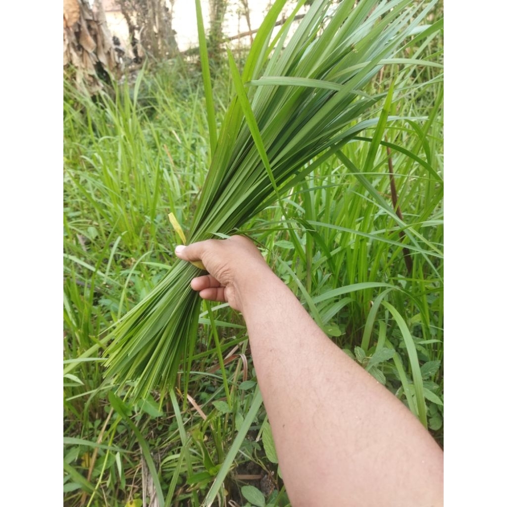 

daun alang Alang 500g