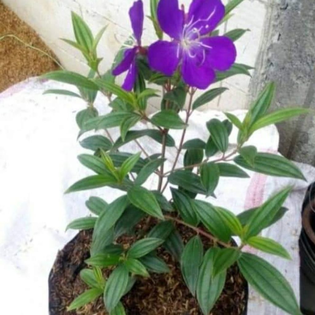 Pohon senggani bunga ungu / Tanaman senggani bunga